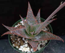 Load image into Gallery viewer, Aloe x 'Blushing Bride'