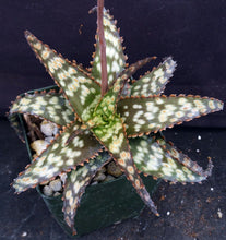 Load image into Gallery viewer, Aloe x 'Brown Betty'
