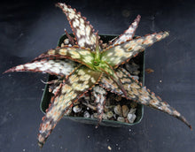 Load image into Gallery viewer, Aloe x 'Brown Betty'