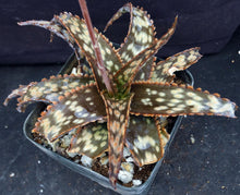 Load image into Gallery viewer, Aloe x 'Brown Betty'