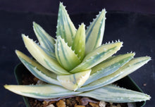 Load image into Gallery viewer, Aloe brevifolia 'variegata' Variegated