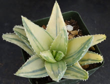 Load image into Gallery viewer, Aloe brevifolia 'variegata' Variegated