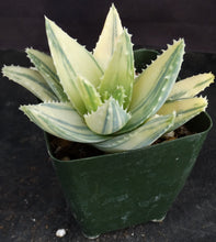 Load image into Gallery viewer, Aloe brevifolia 'variegata' Variegated