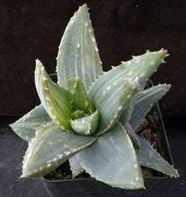 Load image into Gallery viewer, Aloe brevifolia 'variegata' Variegated (B)