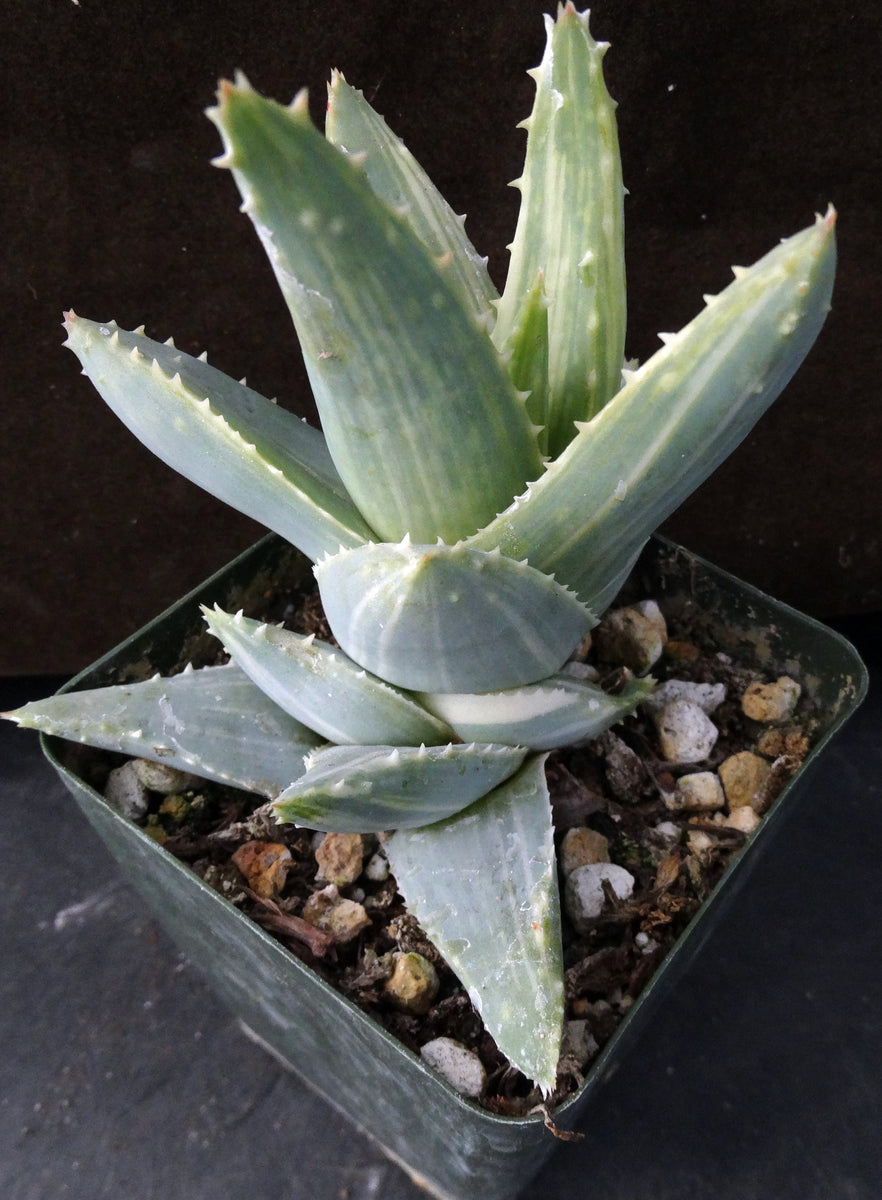 albino aloe vera plant Aloe brevifolia 'variegata' Variegated (B) – Kyle's Plants