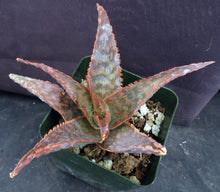 Load image into Gallery viewer, Aloe x 'Blushing Bride'