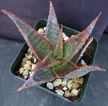 Load image into Gallery viewer, Aloe x 'Blushing Bride'