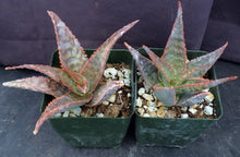 Load image into Gallery viewer, Aloe x 'Blushing Bride'