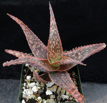 Load image into Gallery viewer, Aloe x 'Sunblush'