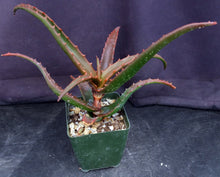 Load image into Gallery viewer, Aloe cameronii Mt. Zembe form