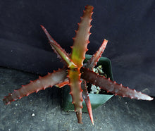 Load image into Gallery viewer, Aloe cameronii Mt. Zembe form