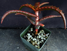 Load image into Gallery viewer, Aloe cameronii Mt. Zembe form