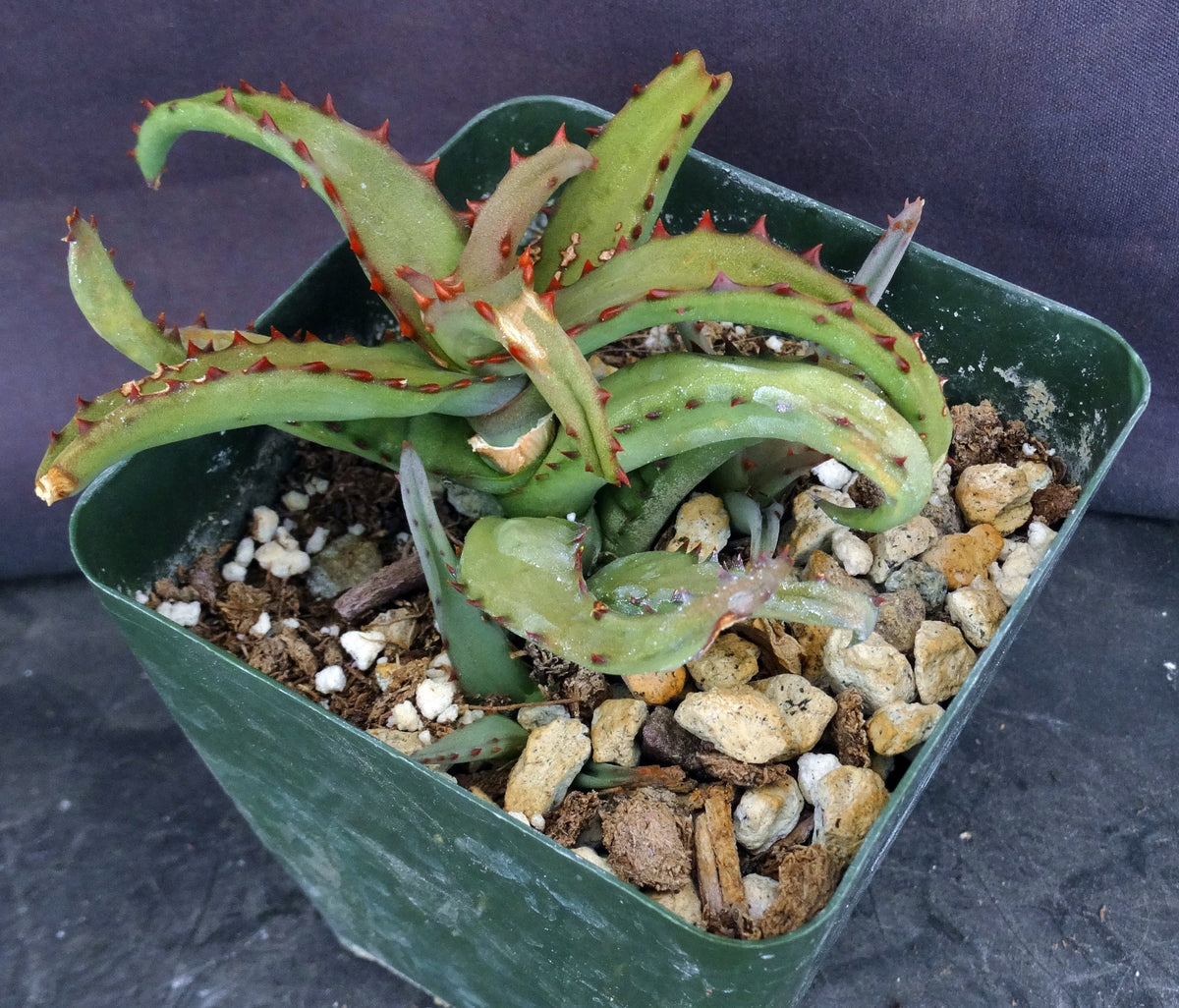 Aloe castilloniae Smooth leaf form – Kyle's Plants