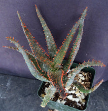 Load image into Gallery viewer, Aloe x 'Sapwi'
