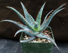 Load image into Gallery viewer, Aloe x 'Blue Star'