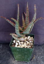 Load image into Gallery viewer, Aloe x 'Sapwi'