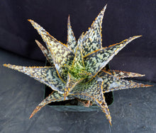 Load image into Gallery viewer, Aloe x 'Yellow Flame'
