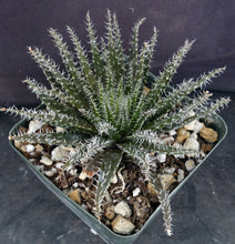 Load image into Gallery viewer, Aloe haworthioides