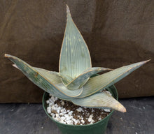 Load image into Gallery viewer, Aloe karasbergensis Big plant!