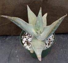 Load image into Gallery viewer, Aloe karasbergensis Big plant!