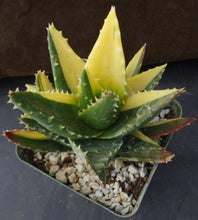Load image into Gallery viewer, Aloe nobilis 'variegata' Variegated (B)