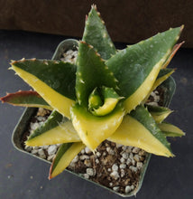 Load image into Gallery viewer, Aloe nobilis 'variegata' Variegated (B)