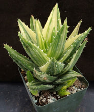 Load image into Gallery viewer, Aloe nobilis 'variegata' Variegated (C)