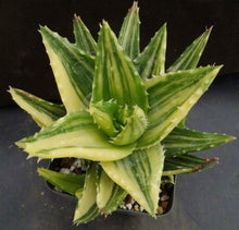 Load image into Gallery viewer, Aloe nobilis 'variegata' Variegated (C)
