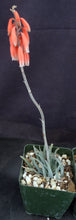 Load image into Gallery viewer, Aloe parvula *Miniature Blue Aloe*