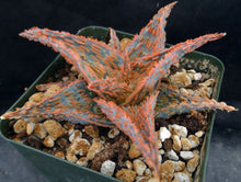 Load image into Gallery viewer, Aloe x 'Bee's Pink'