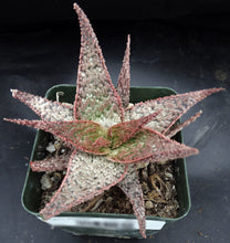 Load image into Gallery viewer, Aloe x 'Pink Prickles'