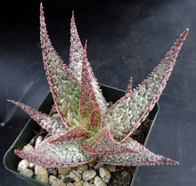Load image into Gallery viewer, Aloe x 'Pink Prickles'