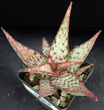 Load image into Gallery viewer, Aloe x 'Raspberry Cream'