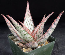 Load image into Gallery viewer, Aloe x 'Raspberry Cream'