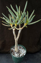 Load image into Gallery viewer, Aloe ramosissima
