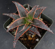 Load image into Gallery viewer, Aloe x 'Red Stripes' Red Variegated! *See Description*