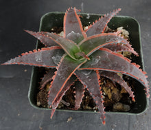 Load image into Gallery viewer, Aloe x 'Red Stripes' Red Variegated! *See Description*