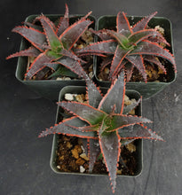 Load image into Gallery viewer, Aloe x 'Red Stripes' Red Variegated! *See Description*