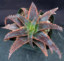 Load image into Gallery viewer, Aloe x 'Red Stripes' Red Variegated! *See Description*
