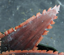 Load image into Gallery viewer, Aloe x 'Red Stripes' Red Variegated! *See Description*