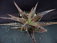 Load image into Gallery viewer, Aloe x 'Sunblush'