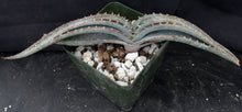 Load image into Gallery viewer, Aloe suprafoliata (B)