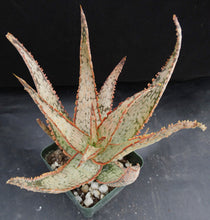 Load image into Gallery viewer, Aloe x 'Ventura Sunset'
