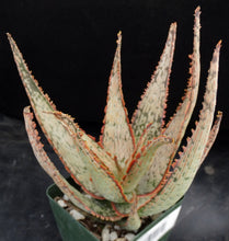 Load image into Gallery viewer, Aloe x 'Ventura Sunset'