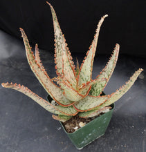 Load image into Gallery viewer, Aloe x 'Ventura Sunset'