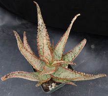 Load image into Gallery viewer, Aloe x 'Ventura Sunset'