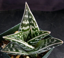 Load image into Gallery viewer, Aloe variegata