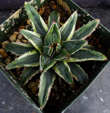 Load image into Gallery viewer, Agave victoriae-reginae 'Kizan'