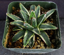 Load image into Gallery viewer, Agave victoriae-reginae 'Kizan'