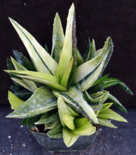 Load image into Gallery viewer, Aloe x 'Walmsley's Bronze Variegated' Big clump!